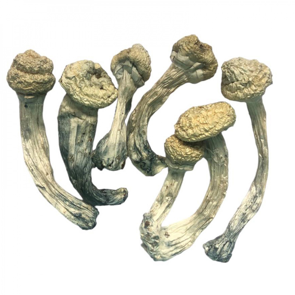 Cogumelos Magicos Comprar 10g Albino A Desidratados Psilocybe