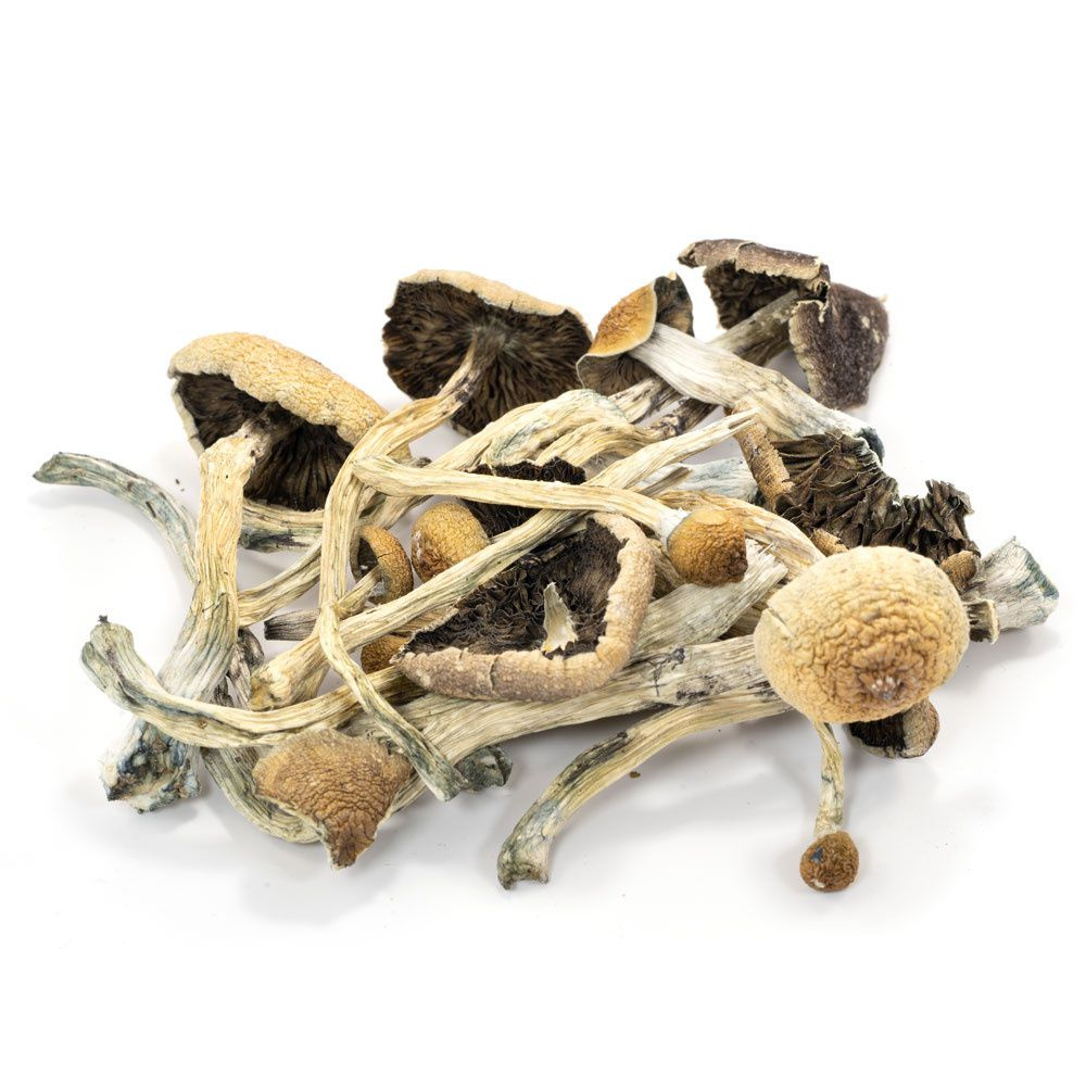 Cogumelos M Gicos Psilocybe Cubensis G Cogumelos M Gicos Psilocybe