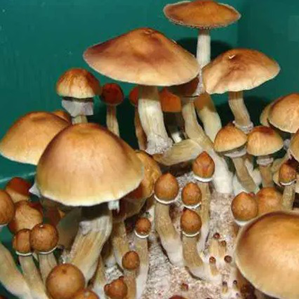 Cultura Liquida Camboja Cambodian 10ML Psilocybe Cubensis