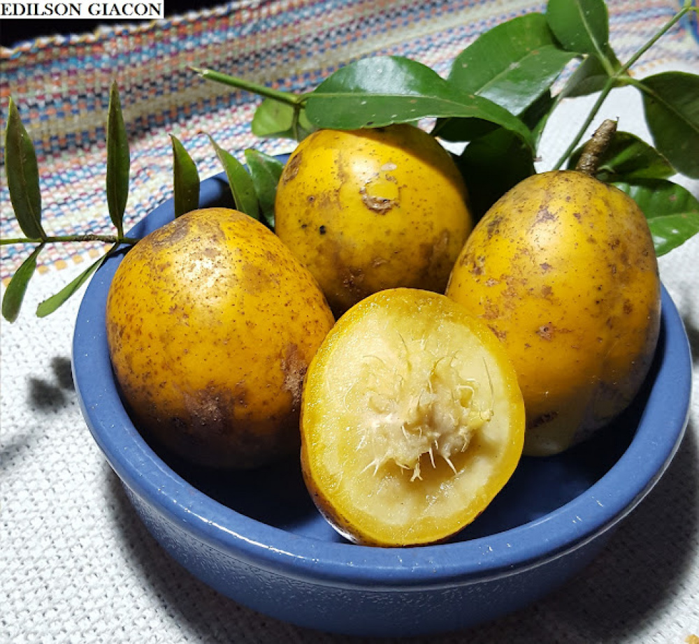 Muda de Cajamanga Anã Execelente Para Vaso Armazém das Mudas Muda de Cajamanga Anã Execelente Para Vaso Armazém das Mudas