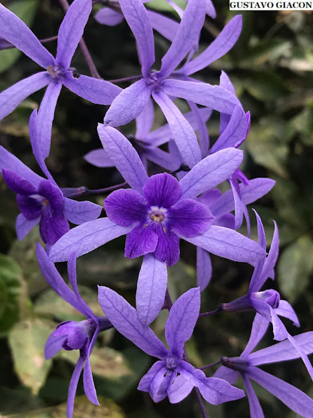 Muda de Flor de São Miguel Azul - Petrea - Armazém das Mudas