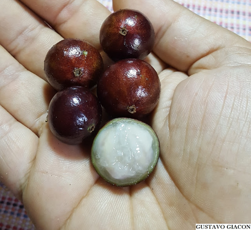 Muda de Jabuticaba Híbrida Precoce Para Vaso Armazém das Mudas Muda de Jabuticaba Híbrida Precoce Para Vaso Armazém das Mudas
