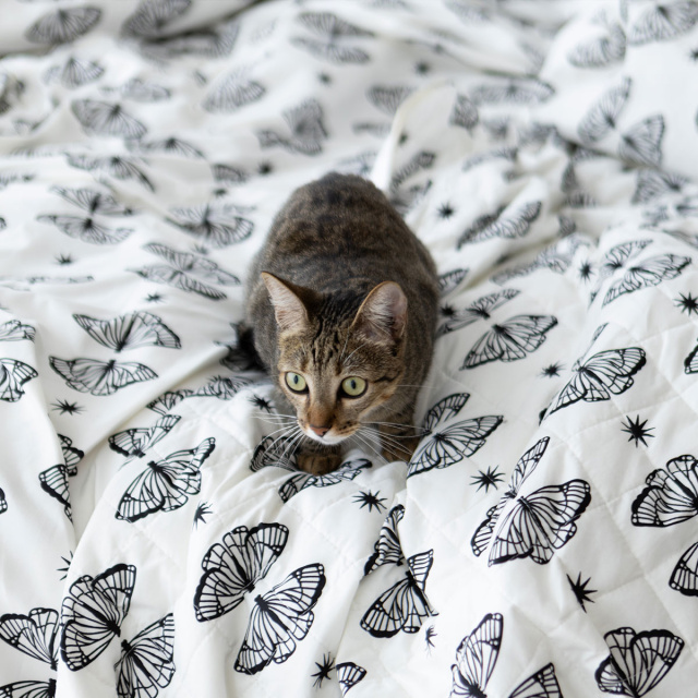 Coordenado 6 Peças Casal Padrão 200 Fios (Cobre Leito + Jogo de lençol) Jazz Estampado Borboleta Boho - Marina