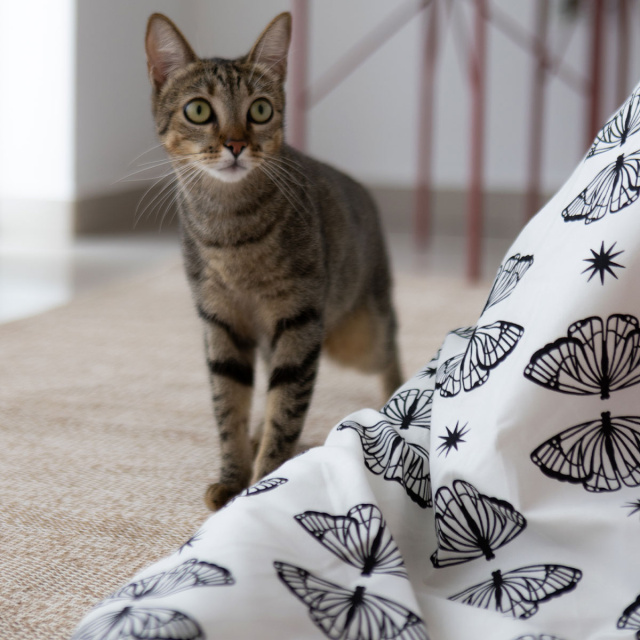 Jogo de lençol 200 Fios Queen 4 peças Jazz Estampado Borboleta Boho - Marina