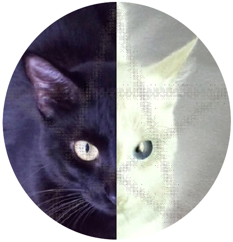Gato Negro Esoterismo