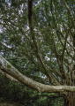 Quadro Árvore Enorme na Natureza - Kit de 2 Quadros