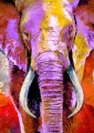 Tela Canvas Elefante Paiting