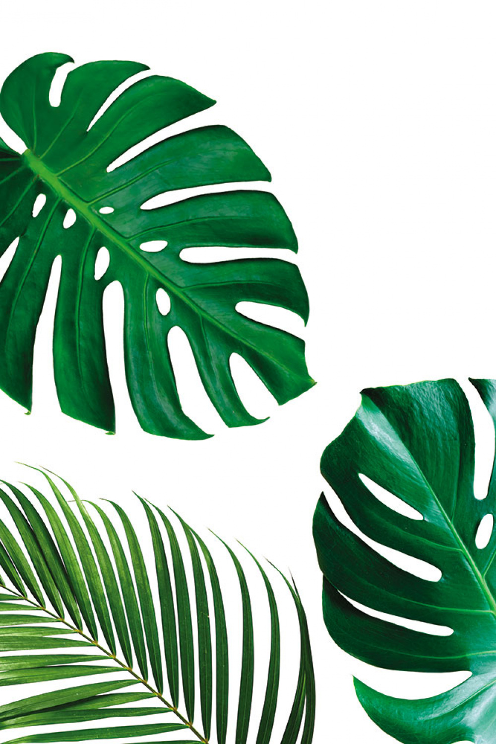 Quadro Floral Folha Costela de Adão Verde - KOLOR - A Sua Loja De Quadros  Online
