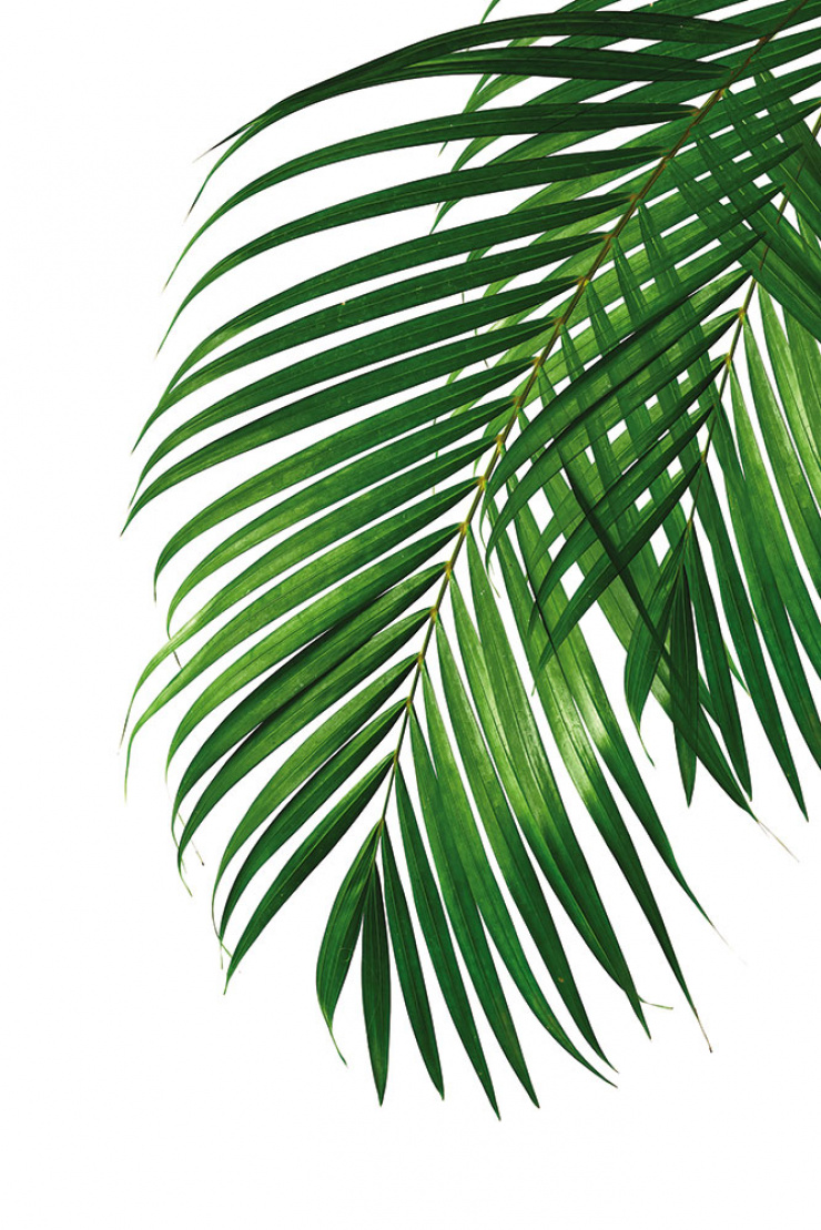 Quadro Folha de Palmeira Verde