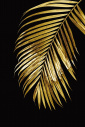 Quadro  Folha Palmeira Crown Gold