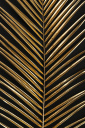 Tela Canvas Folha Palmeira Dourada