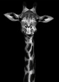 Quadro Girafa P&B