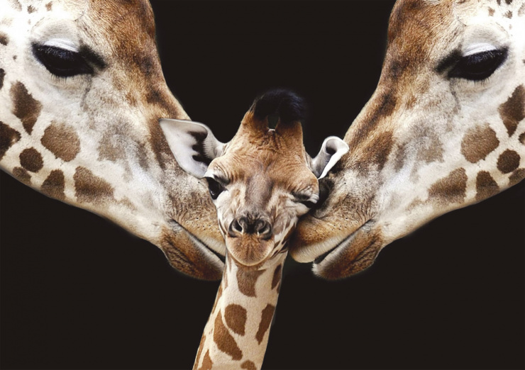 Quadro Girafas Family