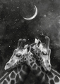Quadro Giraffes Moon