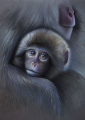 Quadro Monkey Baby