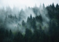 Quadro Nevoeiro Árvores