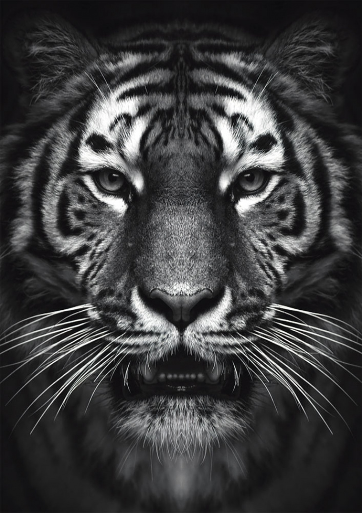 Quadro Tigre Rise