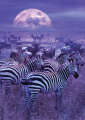Quadro Zebras e a Lua