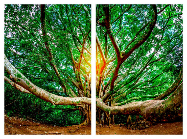 Tela Árvore da Vida - Kit de 2 Telas Canvas