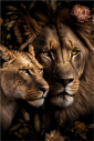 Tela Canvas Lion Couple