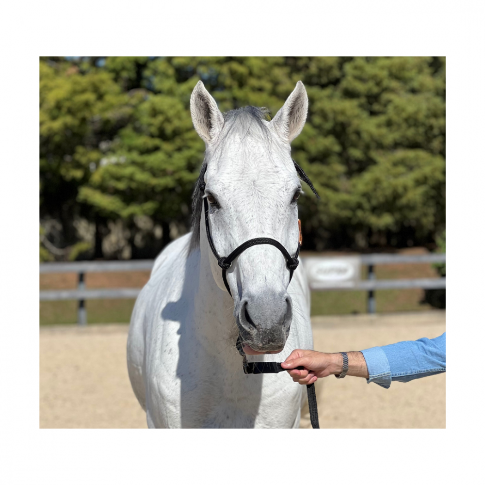 Almencla Corda de guia de cavalo de algodão trançado com corrente para  cabrestos de corrida de rédeas equestres de gado, Azul 2,5 m