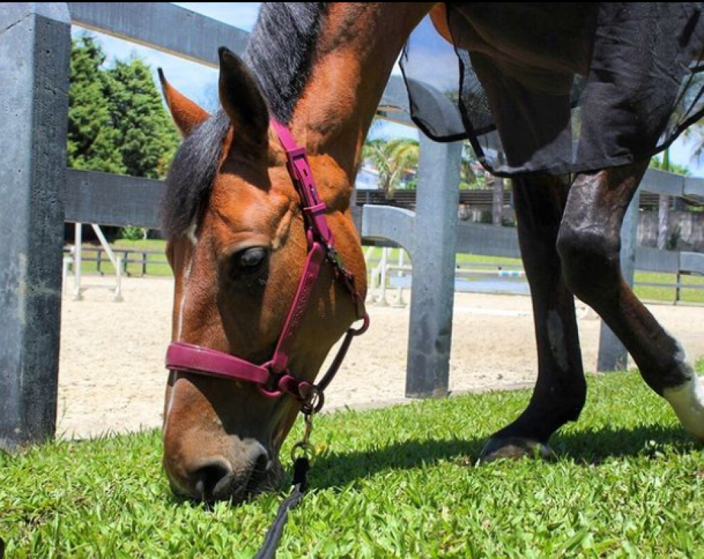 Buçal com Cabresto para cavalos